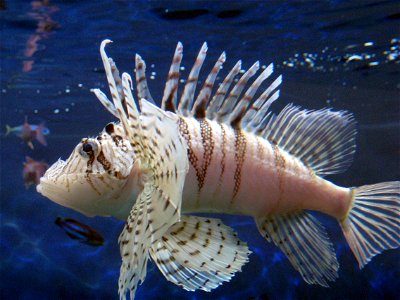 Lion Fish (Pterois lunulata)