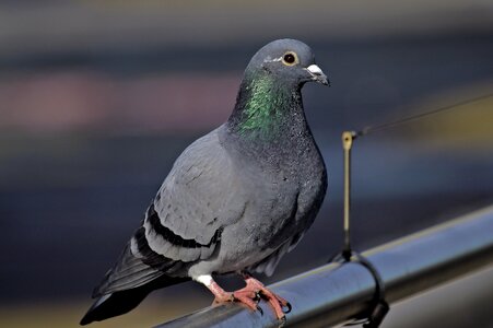 Nature animal world animal portrait