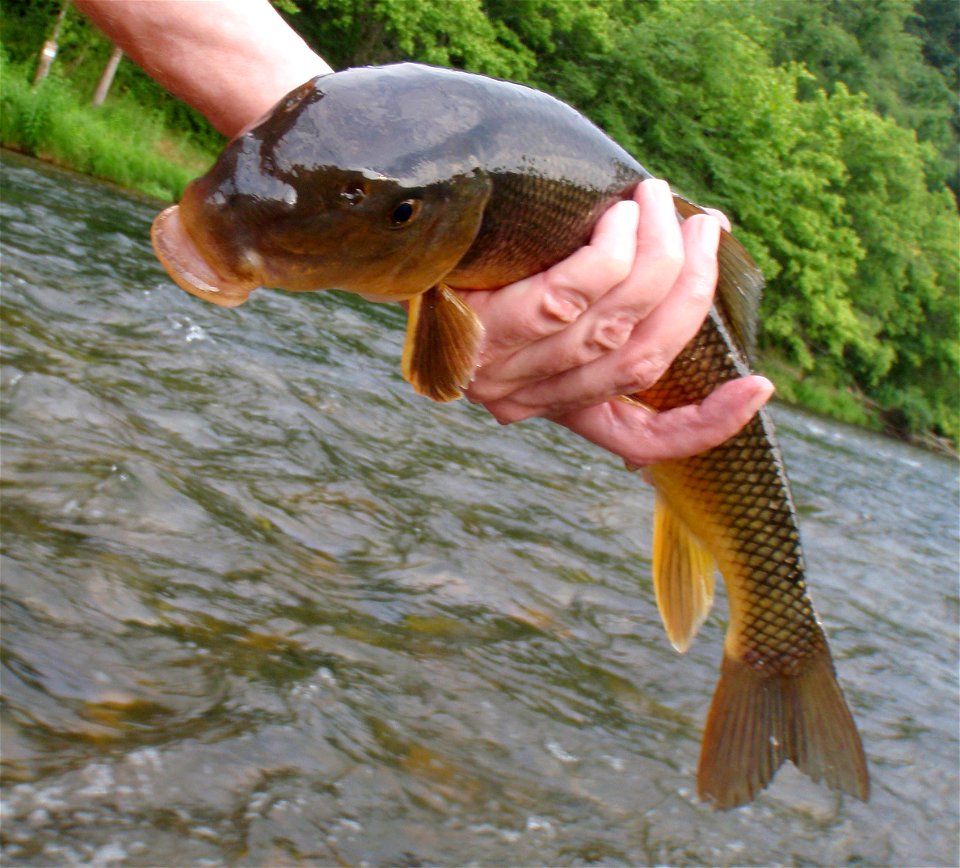Black Redhorse,  Moxostoma duquesnei