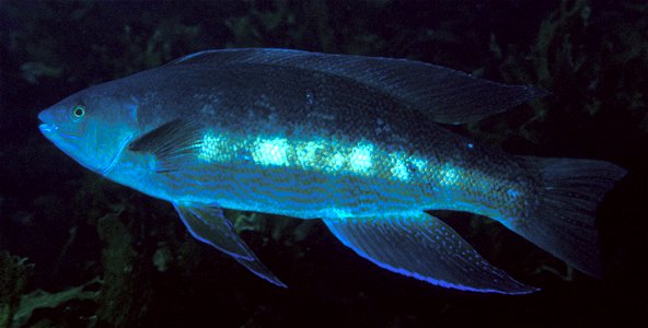 Odax pullus (Greenbone)