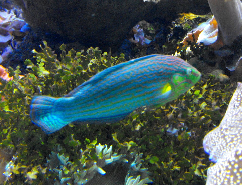 Halichoeres melanurus at the Birch Aquarium in San Diego, California, USA. photo