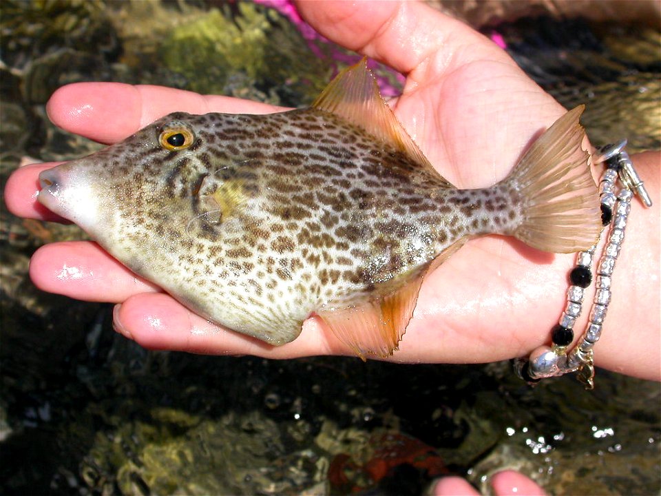 Stephanolepis diaspros collected near Bari (Apulia, southern Italy).
Carefully released after photo.

Photo by Francesco Trimigliozzi.