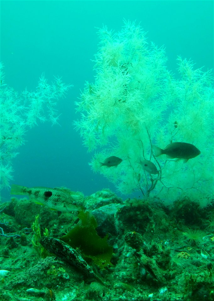 New Zealand spotty and marble fish (lower left) in front of black coral