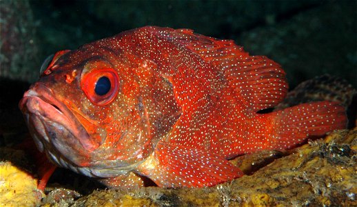 Trachypoma macaranthus (Toadstool groper)