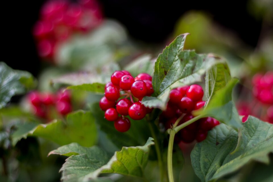 Summer berries fruits