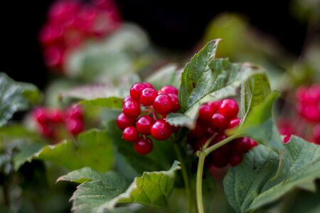 Summer berries fruits