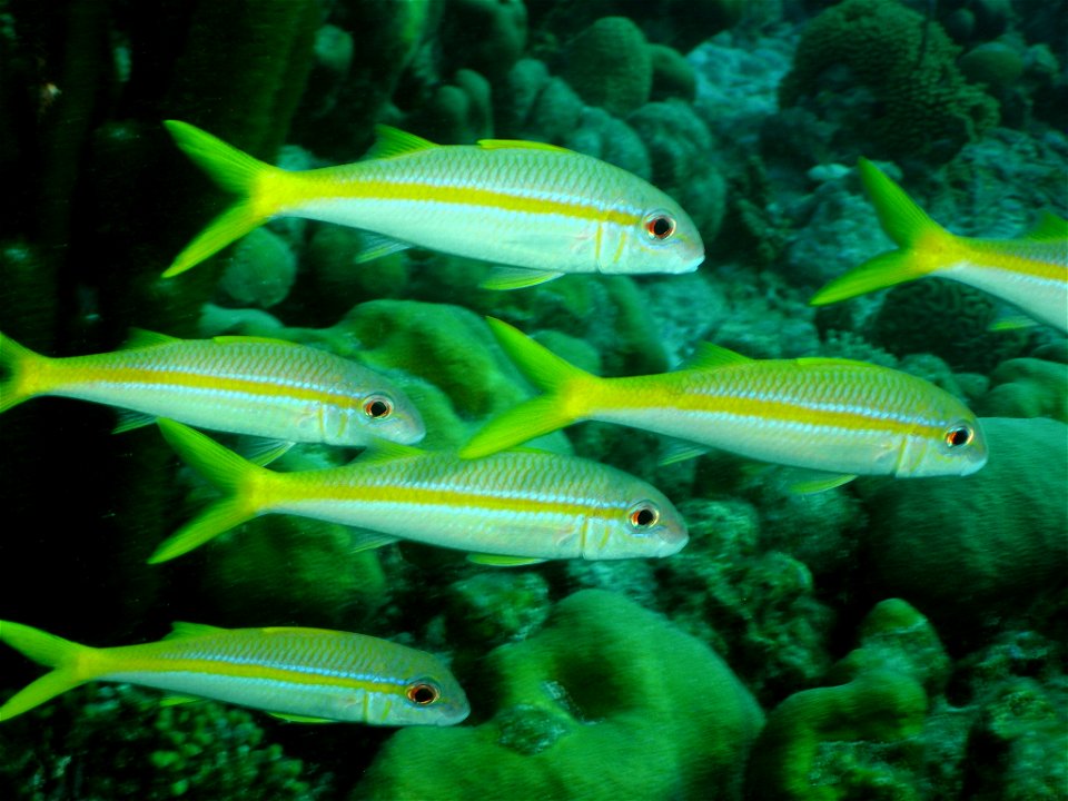 Mulloidichthys martinicus, Bonaire, BQ