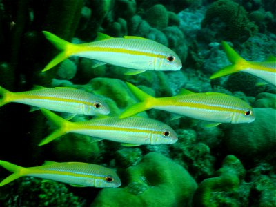Mulloidichthys martinicus, Bonaire, BQ