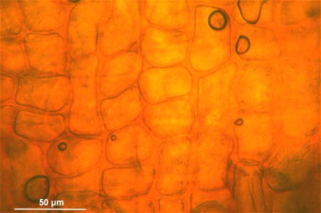 Schistidium trichodon