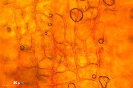 Schistidium trichodon