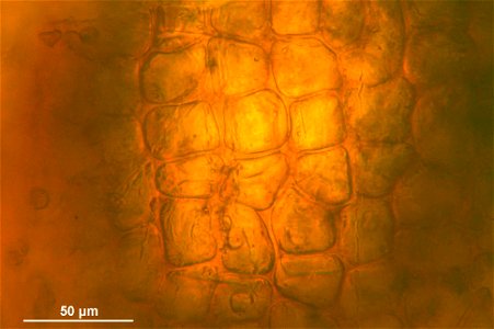 Schistidium trichodon