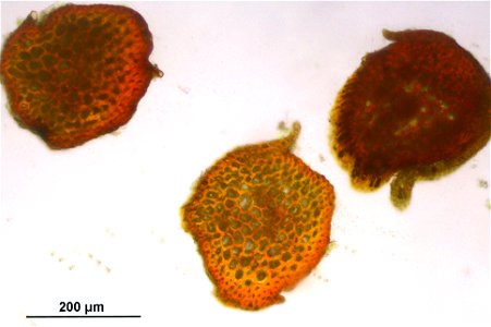Schistidium trichodon
