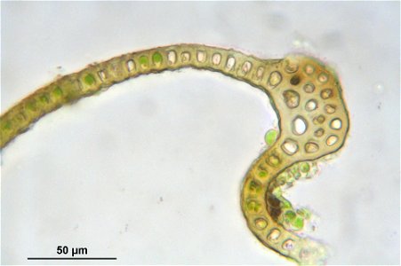 Schistidium trichodon