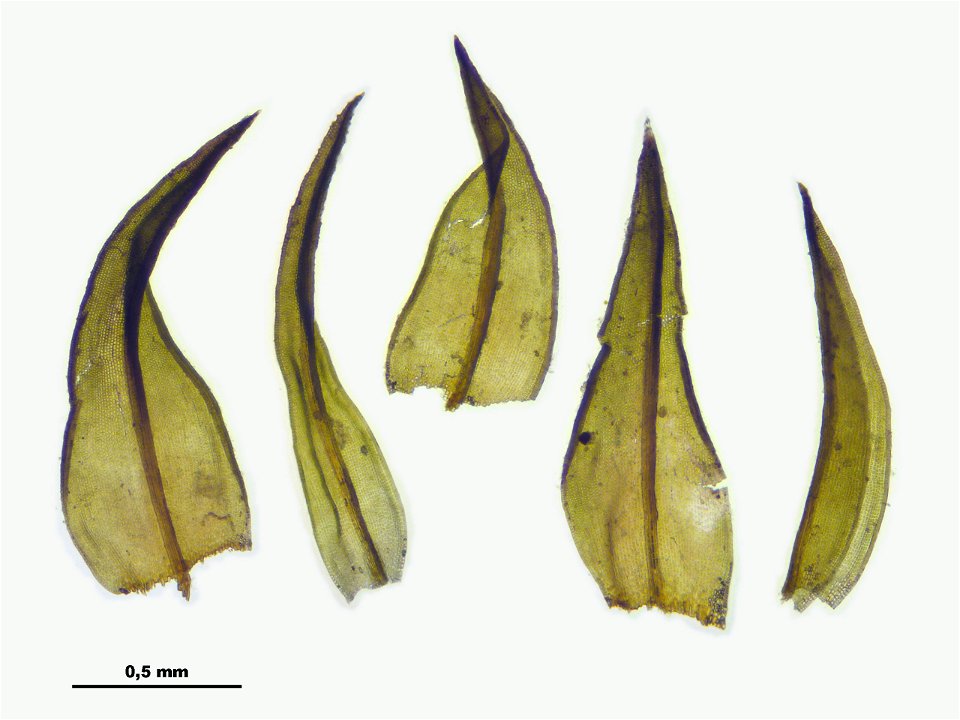 Schistidium trichodon