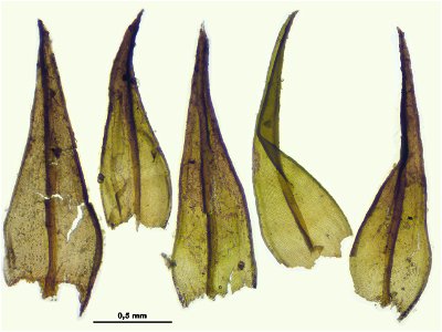 Schistidium trichodon