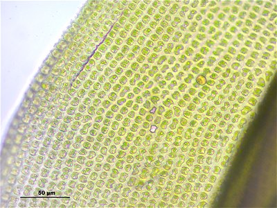 Schistidium trichodon