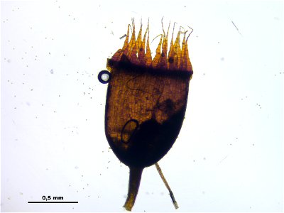 Schistidium trichodon