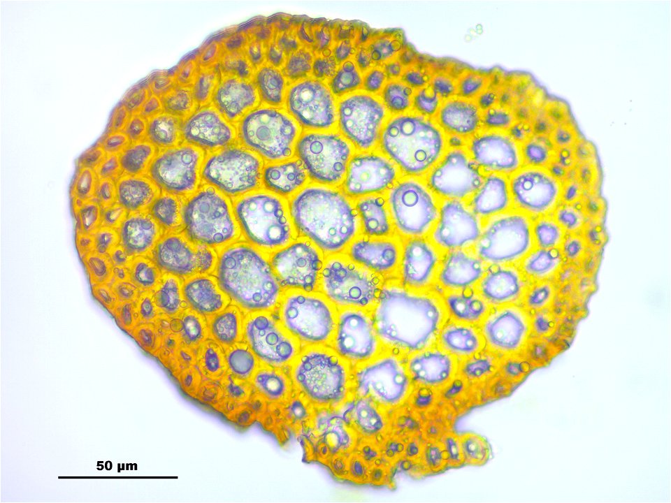 Schistidium trichodon