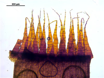 Schistidium trichodon