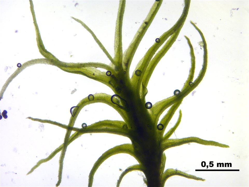 Trichodon cylindricus