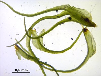 Trichodon cylindricus
