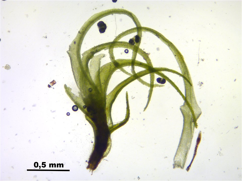 Trichodon cylindricus