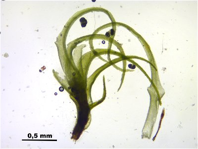 Trichodon cylindricus