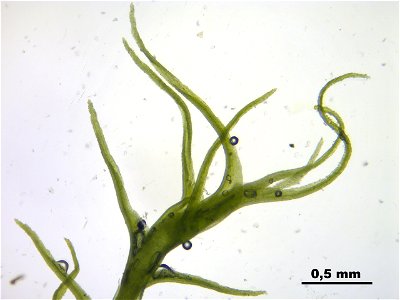 Trichodon cylindricus