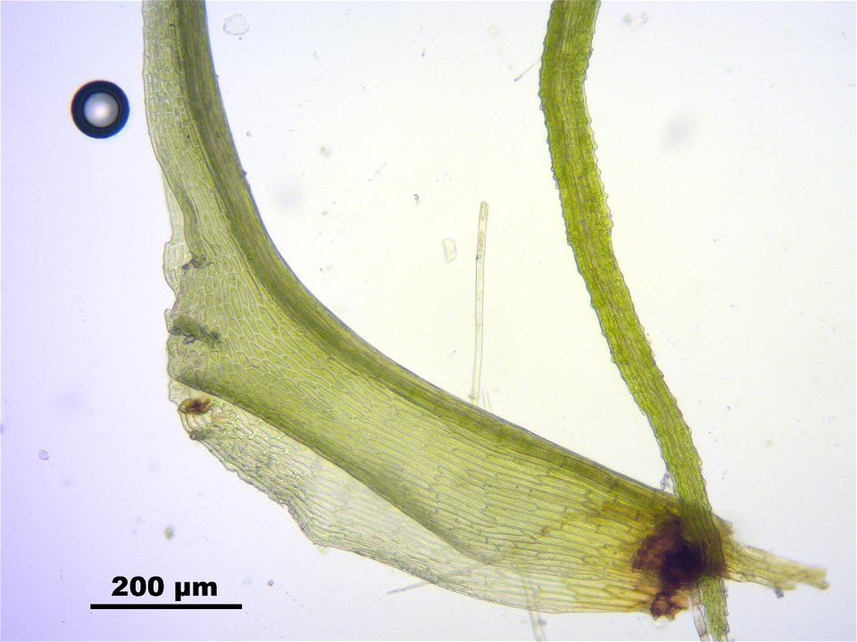 Trichodon cylindricus