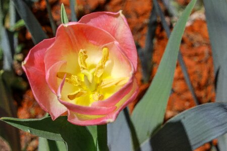 Garden leaf tulip