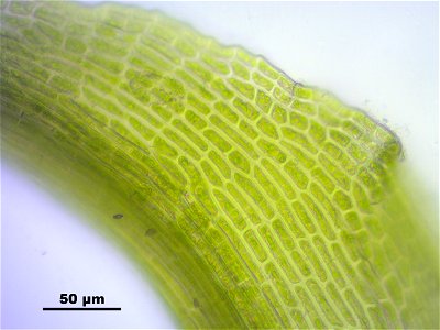 Trichodon cylindricus