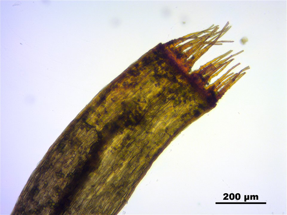 Trichodon cylindricus