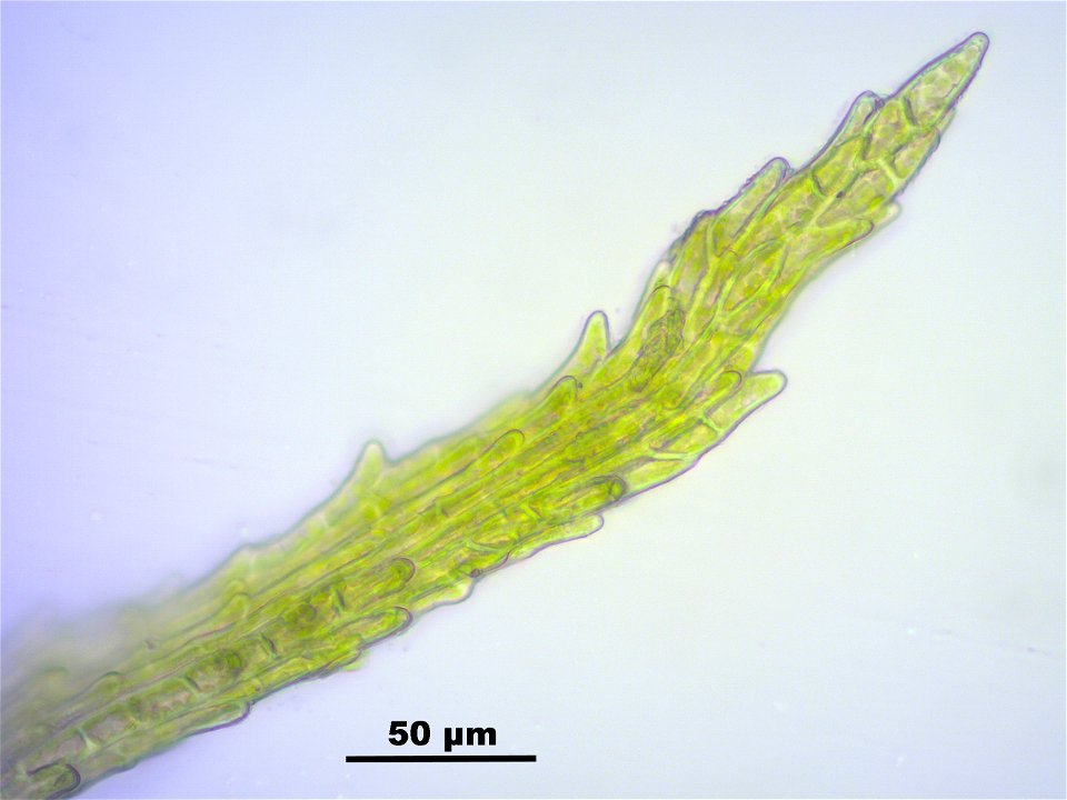 Trichodon cylindricus