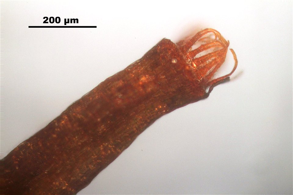 Trichodon cylindricus