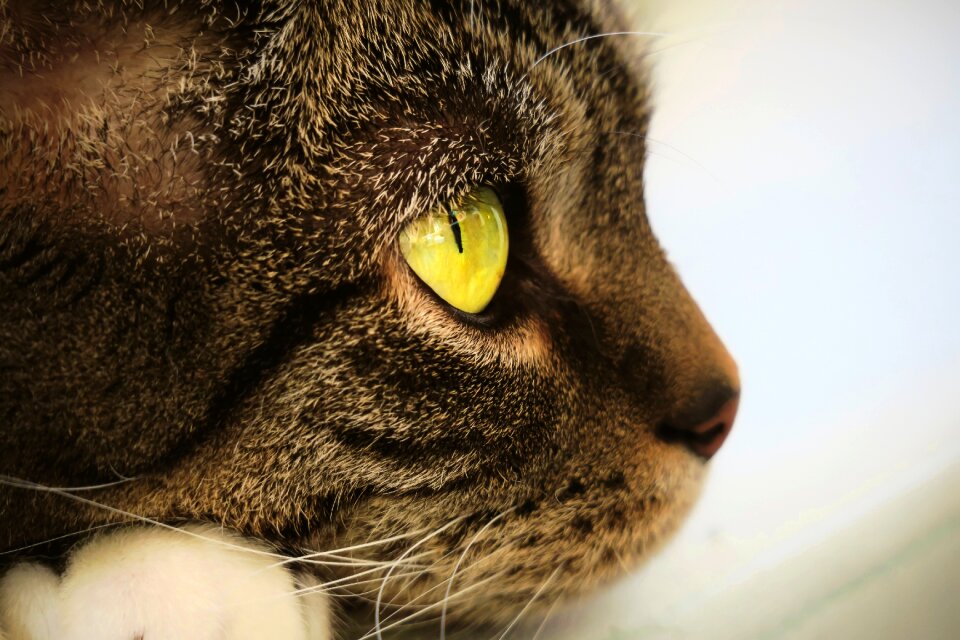 Face domestic cat cat's eyes
