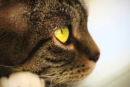 Face domestic cat cat's eyes