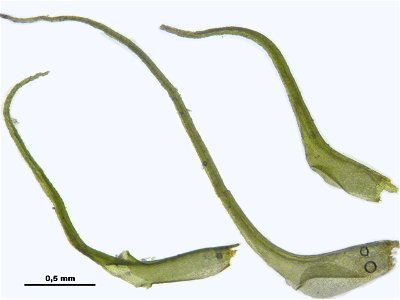 Trichodon cylindricus