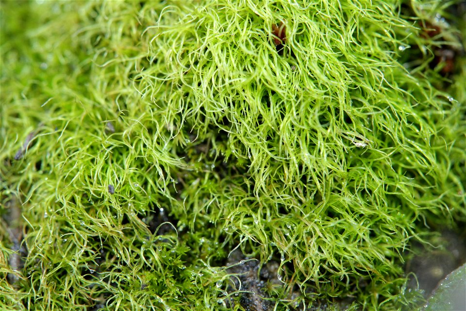Trichodon cylindricus