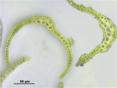 Trichodon cylindricus