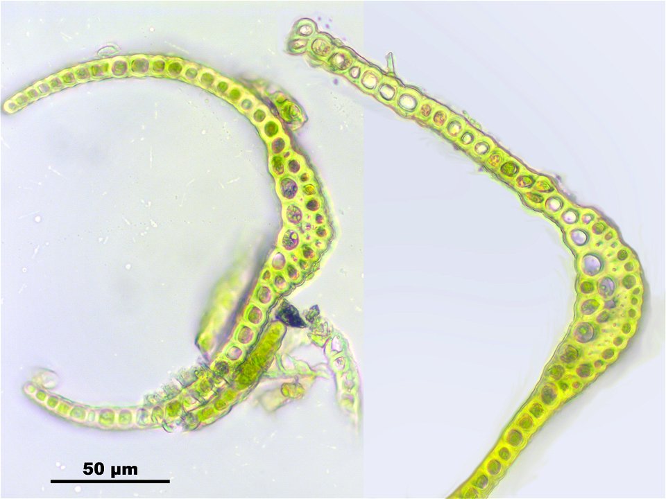 Trichodon cylindricus