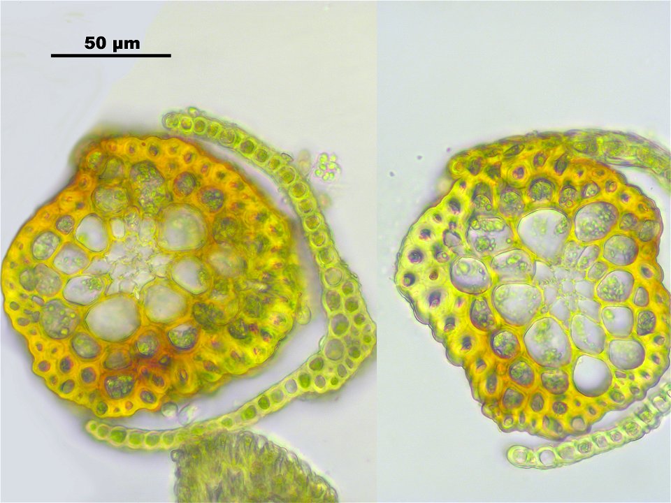 Trichodon cylindricus