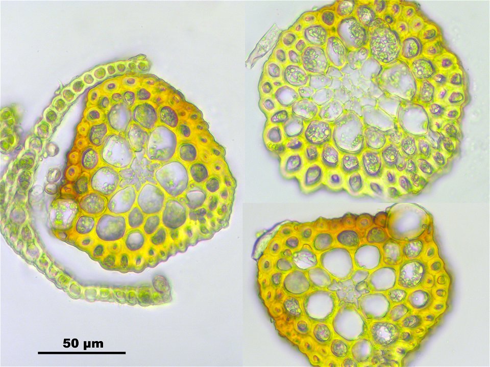 Trichodon cylindricus