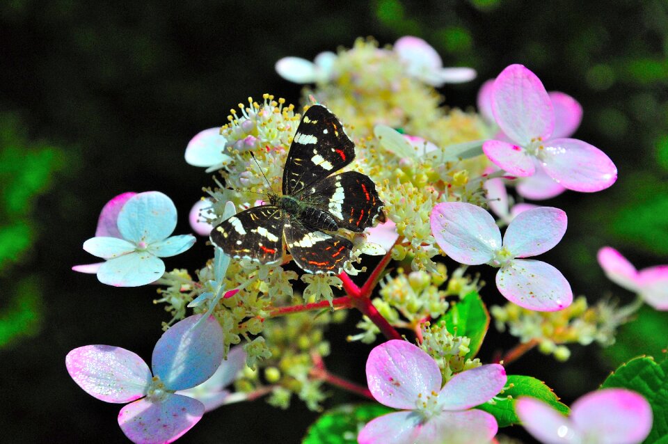 Bloom summer insect