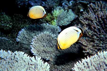 Image title: Butterfly fish feed underwater Image from Public domain images website, http://www.public-domain-image.com/full-image/fauna-animals-public-domain-images-pictures/fishes-public-domain-imag photo