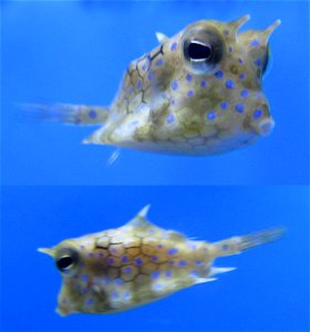 Thornback cowfish (Lactoria fornasini), Waikiki Aquarium