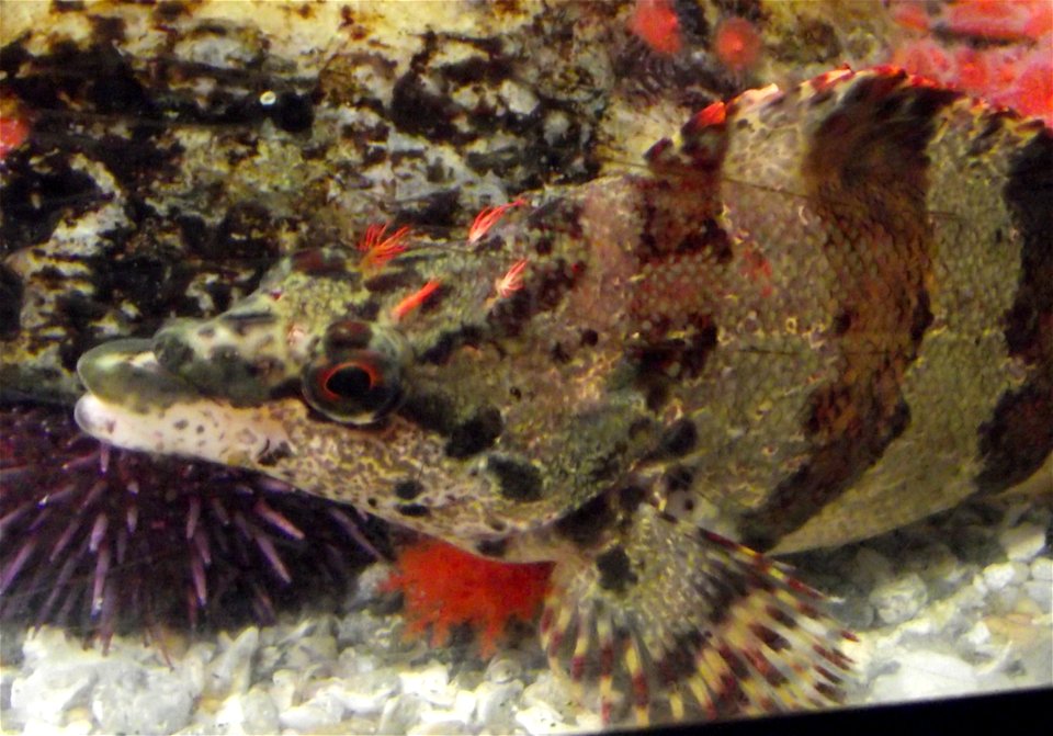 Oxylebius pictus at the Birch Aquarium, San Diego, California, USA.