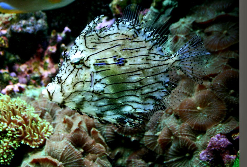 Fish Chaetodermis penicilligerus,  Chaetodermis penicilligerus in Prague sea aquarium, Czech Republic