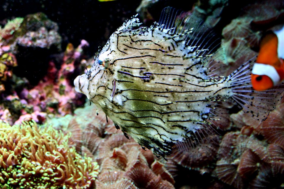 Fish Chaetodermis penicilligerus,  Chaetodermis penicilligerus in Prague sea aquarium, Czech Republic