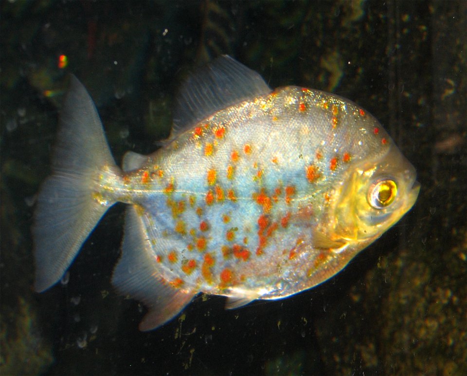Male Redhook Metunnis - Myleus rubripinnis (Syn. Myloplus rubripinnis)