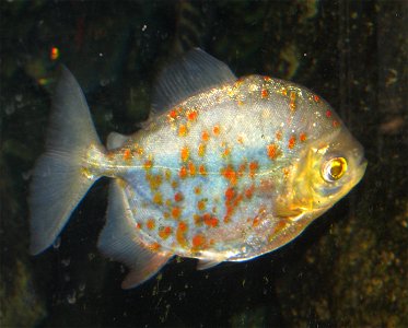 Male Redhook Metunnis - Myleus rubripinnis (Syn. Myloplus rubripinnis)